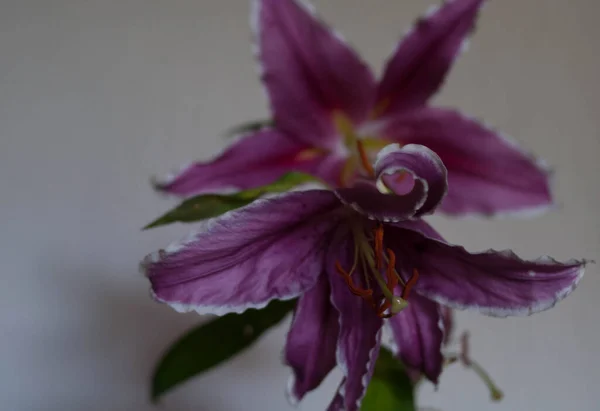 Closeup photograph of a lily