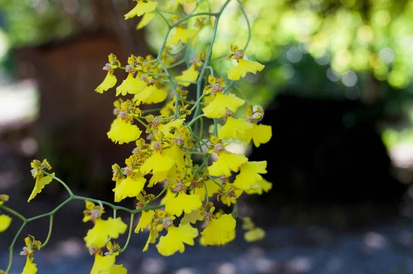 Photograph of a wild yellow orchid 