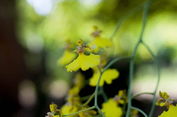Photograph of a wild yellow orchid 