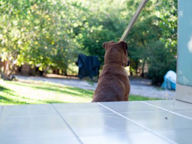 Photograph of a dog observing something