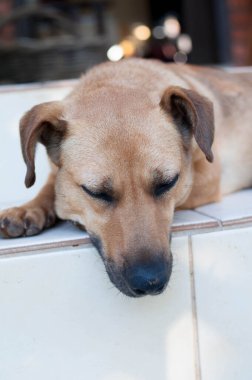Merdivenlerde uyuyan bir köpeğin fotoğrafı.
