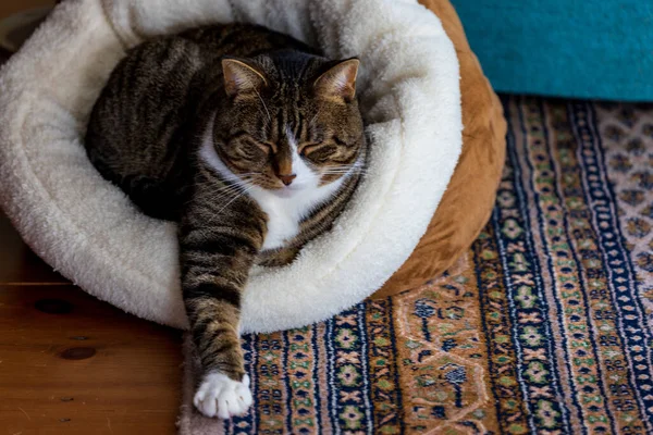 Kat Met Ogen Dicht Terwijl Liggend Bed Met Uitgestrekte Arm — Stockfoto