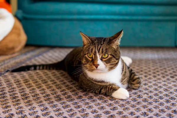 猫の耳に戻って掃引と面白い表現の床に横たわっていた 高品質の写真 — ストック写真