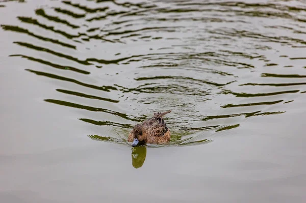 Pato Solitario Nadando Poderosamente Hacia Adelante Haciendo Olas Estanque Tranquilo — Foto de Stock