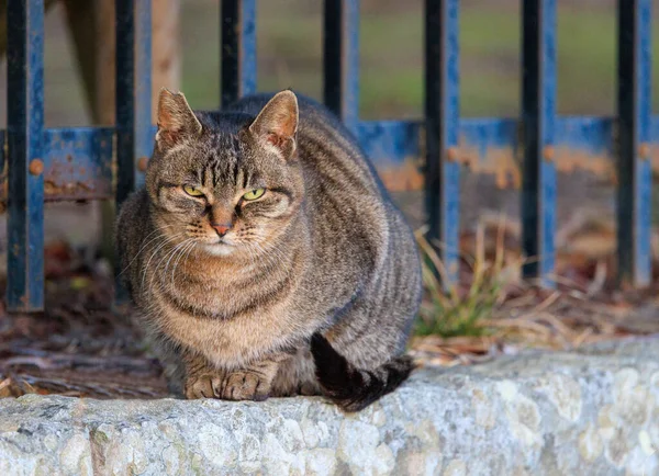 Kočka Vážným Výrazem Dívá Kameru Pomocí Kovových Mříží Parku Kvalitní — Stock fotografie