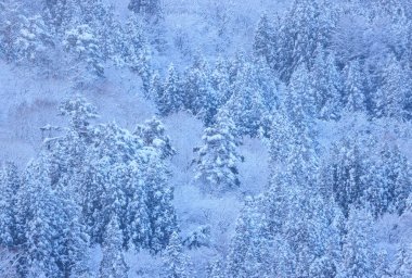 Kar, ağaçları beyaz kış manzarasıyla kapladı. Yüksek kalite fotoğraf