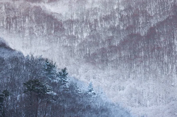 Kar Kışın Dağdaki Ağaçları Kapladı Yüksek Kalite Fotoğraf — Stok fotoğraf