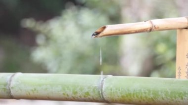 Japon tapınağındaki kırsal bambu borularından su damlıyor. Yüksek kalite 4k görüntü