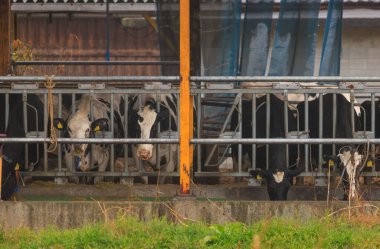 Cows Behind Bars Eating Feed from Trough at Industrial Cattle Farm. High quality photo