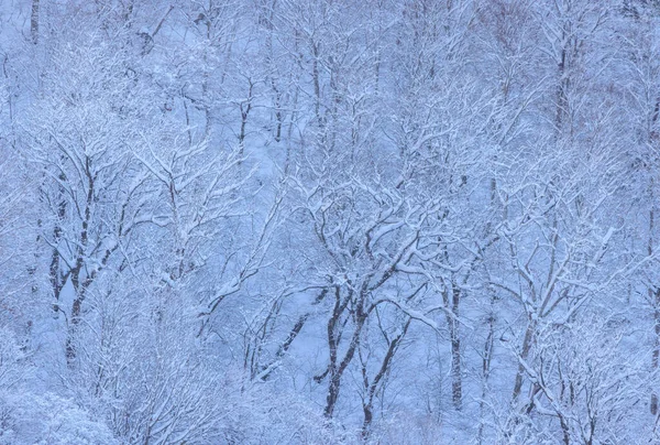 Snow covers bare branches in winter forest. High quality photo