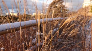 Pan from snow covered bamboo fence and grass to historic Japanese castle. High quality 4k footage