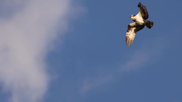 Hawk Shakes Ruffles Feathers Mid Air Soars Sky High Quality — Vídeo de stock