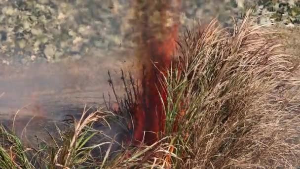 Burning Bush Produces Intense Heat Smoke Ash Flames Slow Motion — ストック動画