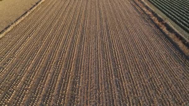 Pullback Rows Dry Field Reveal Rural Farming Landscape High Quality — Video Stock