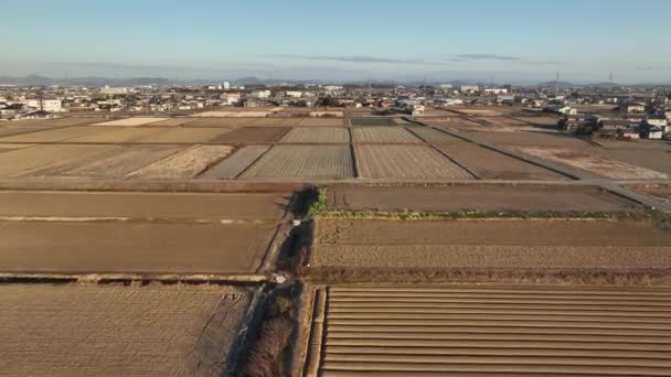 Flying Low Plowed Rows Unplanted Rice Fields Winter Golden Hour — 图库视频影像