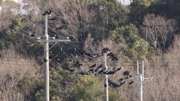 Manada Pájaros Negros Posados Cables Eléctricos Cámara Lenta Imágenes Alta — Vídeos de Stock