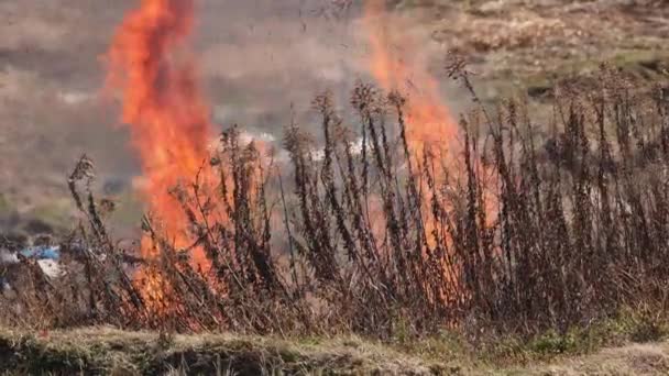 Flames Ash Smoke Swirl Intense Heat Fire Burning Dry Grass — Stockvideo