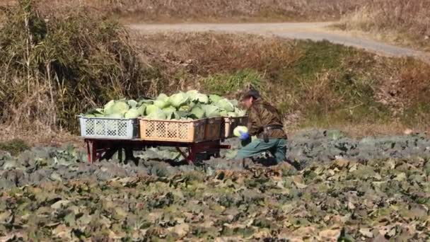 Hyogo Japan February 2023 Farmer Harvest Fresh Cabbage Heads Hand — Stok video