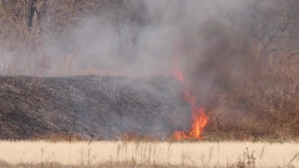 Fire Line Moves Dry Grass Hillside Leaving Burned Black Ash — Stockvideo