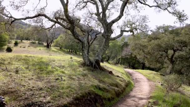Oak Tree Bare Crooked Branches Northern California Landscape High Quality — 图库视频影像