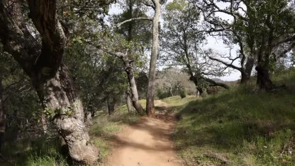 Sujeira Trilha Através Madeiras Grama Norte Califórnia Dia Ensolarado Imagens — Vídeo de Stock