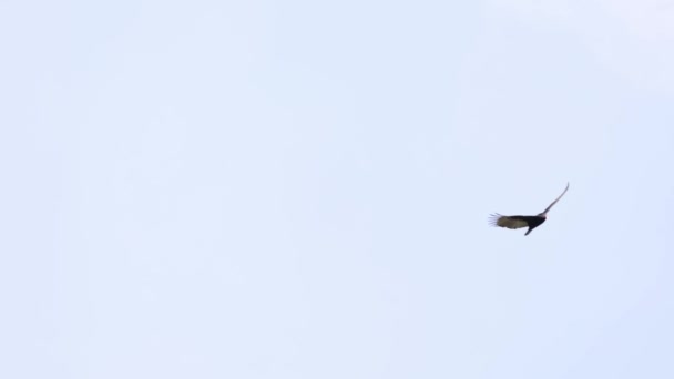 Turkey Vulture Wings Spread Soar Air Currents Blue Sky High — Stock Video