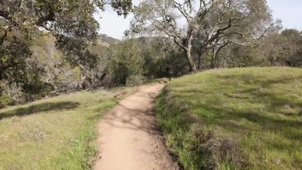 Dirt Trail Northern California Wilderness Distinctive Oak Tree High Quality — Vídeos de Stock