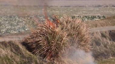 Bush catches fire beside narrow road on rural farm. High quality 4k footage