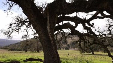 Tilt up on majestic California oak tree with twisted bare branches. High quality 4k footage