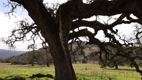 Nakloň Majestátní Kalifornský Dub Pokroucenými Holými Větvemi Vysoce Kvalitní Záběry — Stock video