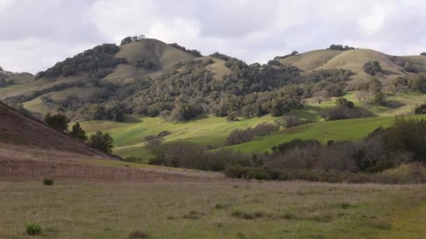 Sunlight Green Rolling Hills Northern California Landscape High Quality Footage — Video Stock