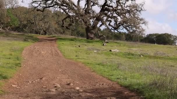 Pochylić Się Nad Charakterystycznym Kalifornijskim Dębem Krajobrazie Hrabstwa Marin Wysokiej — Wideo stockowe