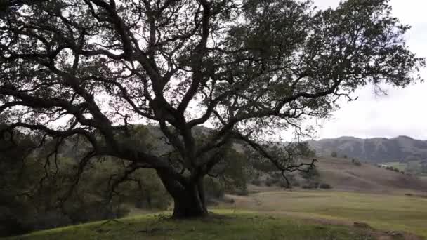 Moving Branches California Oak Tree Grassy Landscape Hills High Quality — Vídeo de Stock