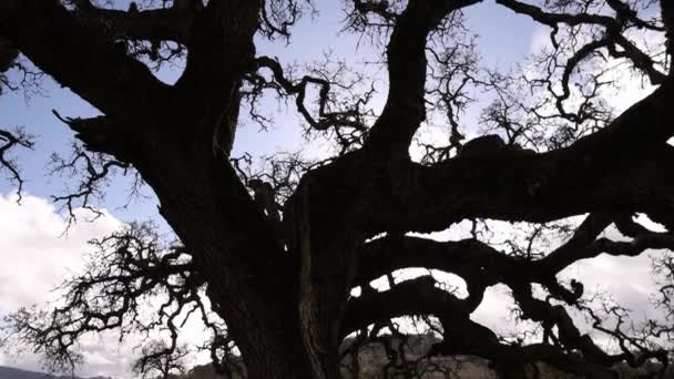 Gnarled Branches Distinctive California Oak Tree Silhouetted Blue Sky High — Stock Video