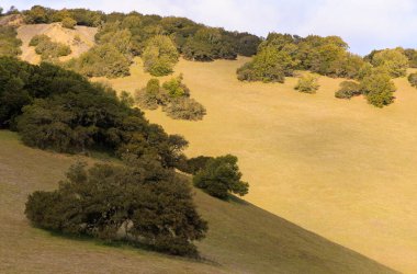 Kuzey Kaliforniya 'daki Marin County' nin altın çimenli tepelerinde güneş ve gölge. Yüksek kalite fotoğraf