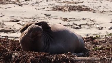 Tembel erkek fil, sahilde öğle uykusunda kafasını ve yüzünü tırmalıyor. Yüksek kalite 4k görüntü