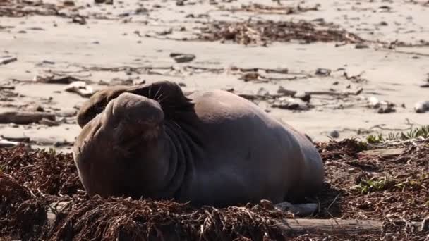 Lazy Male Elephant Seal Scratches Head Face Afternoon Nap Beach — Stock Video
