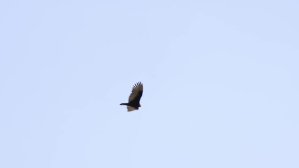 Turkey Vulture Soars Blue Sky Sunny Day High Quality Footage — Stock Video