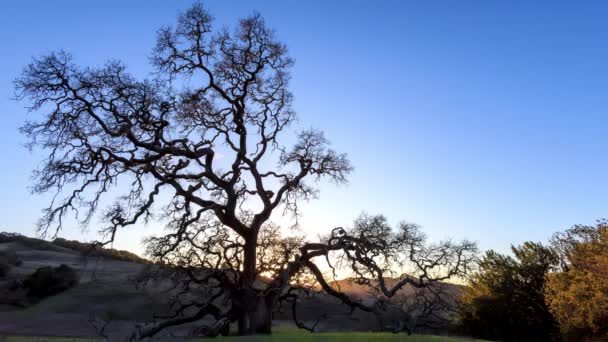 Solnedgång Bakom Kaliforniens Med Kala Grenar Naturlandskapet Högkvalitativ Film — Stockvideo