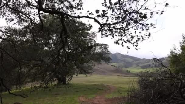 Caminhando Por Galhos Inverno Trilha Terra Por Carvalho Califórnia Paisagem — Vídeo de Stock