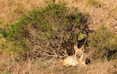 Vahşi çakal, kuru, uzun çimlerin üzerinde yeşil çalıların arasında, güneşin altında oturur. Yüksek kalite fotoğraf