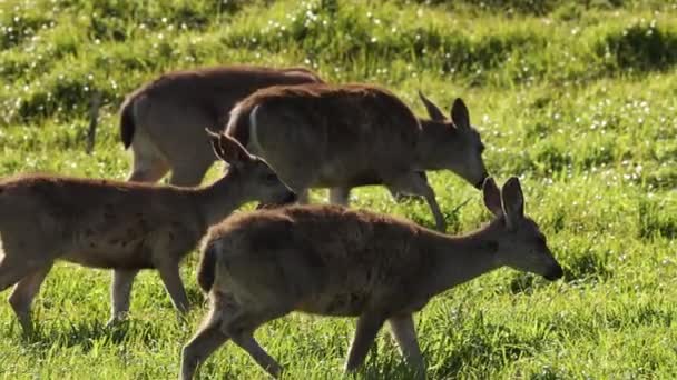 Young Deer Walk Tall Grass Join Herd Sunny Day High — Stock Video