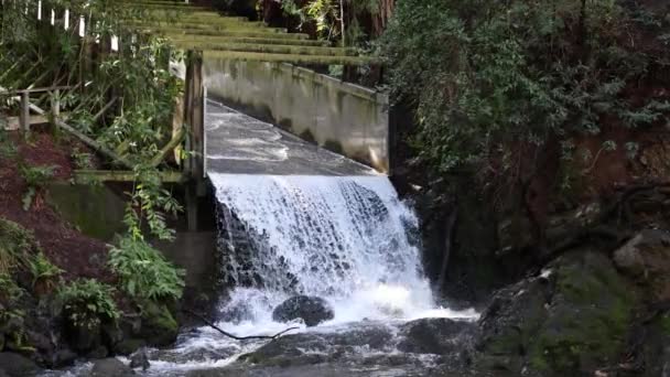 水は雨の後 レッドウッドの森の岩のプールに流出します 高品質4K映像 — ストック動画