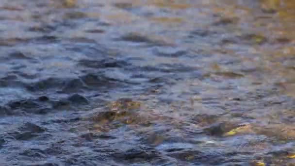 平静的溪流在阳光和树阴下顺流而下时 小的涟漪 高质量的4K镜头 — 图库视频影像