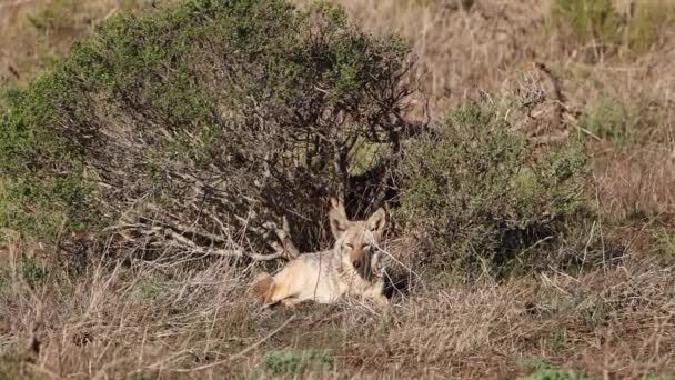 Divoký Kojot Odpočívající Slunci Uprostřed Suché Trávy Point Reyes Kalifornii — Stock video
