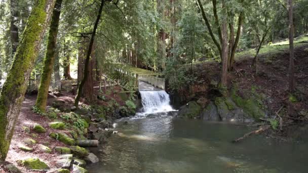 水はカリフォルニアのレッドウッドの森の穏やかな川に水路を流れています 高品質4K映像 — ストック動画