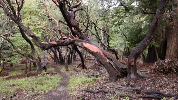 Magestic Tree Peeling Bark Dirt Trail Woods Высококачественные Кадры — стоковое видео