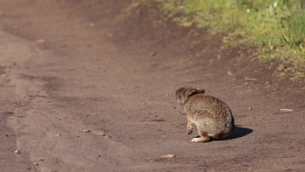 Vahşi Tavşan Kuyruğunu Kıstırır Güneşli Bir Günde Toprak Patikadan Aşağı — Stok video