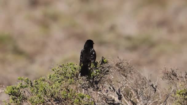 Kırmızı Gözlü Küçük Siyah Kuş Kameraya Bakmak Için Döner Yüksek — Stok video