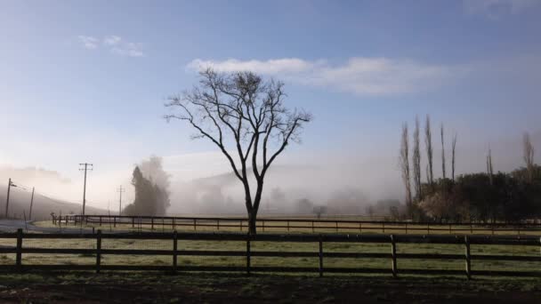 Bela Árvore Rústico Rancho Norte Califórnia Com Nevoeiro Manhã Luz — Vídeo de Stock